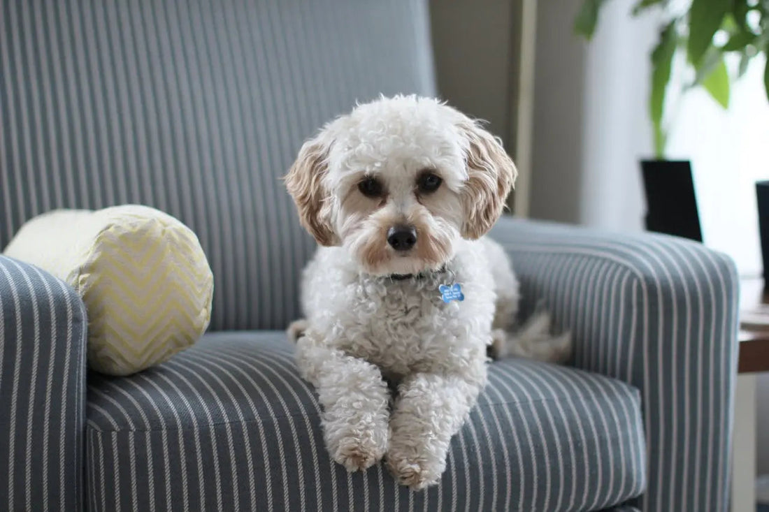 Dog Water Fountain: The Effortless Way to Keep Your Dog Hydrated - Outsmart