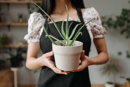 Why Your Houseplants Keep Dying (And How a £30 Gadget Changed Everything)